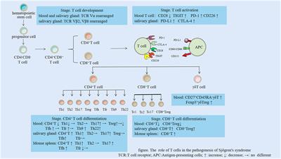 Exploiting the role of T cells in the pathogenesis of Sjögren’s syndrome for therapeutic treatment